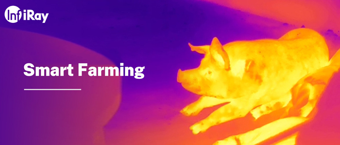 The Outbreak Of African Swine Fever Infiray Thermal Cameras Help Create Smart Farming