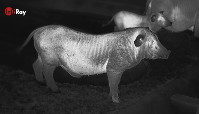 03-thermal_camera_to_check_the_health_of_domestic_pigs.jpg